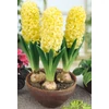 Kép 3/3 - Hyacinthus Orientalis City of Harleem