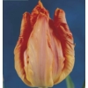 Kép 2/2 - Tulipán Cornet