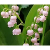Kép 2/3 - Gyöngyvirág rózsaszínű - Convallaria majalis 'Rosea'