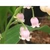 Kép 3/3 - Gyöngyvirág rózsaszínű - Convallaria majalis 'Rosea'