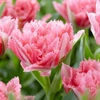 Kép 2/2 - Tulipán Crispion Sweet Fringed 