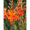 Kép 1/2 - Kerti sáfrányfű - Crocosmia masonorum Orange