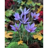 Kép 1/2 - Crocus Sativus  Valódi Sáfrány