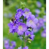 Kép 2/5 - Kék csatavirág - Polemonium caeruleum