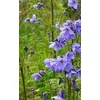 Kép 4/5 - Kék csatavirág - Polemonium caeruleum
