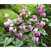 Kép 1/5 - Borostyán levelű ciklámen - Cyclamen hederifolium