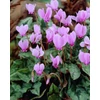 Kép 3/5 - Borostyán levelű ciklámen - Cyclamen hederifolium