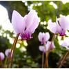 Kép 4/5 - Borostyán levelű ciklámen - Cyclamen hederifolium
