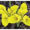 Kép 2/2 - Iris Reticulata Danfordiae