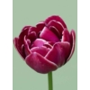 Kép 2/2 - Tulipa Dream Touch  
