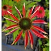 Kép 2/4 - Bíbor kasvirág Piros - Echinacea Purpurea Red
