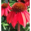 Kép 3/4 - Bíbor kasvirág Piros - Echinacea Purpurea Red