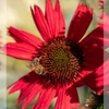 Kép 1/4 - Bíbor kasvirág Piros - Echinacea Purpurea Red