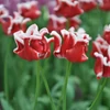 Kép 2/2 - Tulipán Elegant Crown Triumph