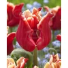 Kép 1/2 - Tulipán Elegant Crown Triumph