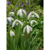 Kép 1/2 - Hóvirág Galanthus Mount Everest Elwesii