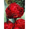 Kép 1/2 - Tulipán Double Late Double Emblazon