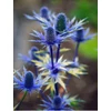Kép 2/5 - Havasi Kék Iringó - Eryngium Blue Star