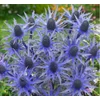 Kép 3/5 - Havasi Kék Iringó - Eryngium Blue Star