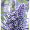 Kép 2/2 - Kék iringó 'Bethlehem' - Eryngium Bethlehem
