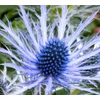 Kép 5/5 - Havasi Kék Iringó - Eryngium Blue Star