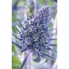 Kép 1/2 - Kék iringó 'Bethlehem' - Eryngium Bethlehem