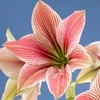 Kép 2/4 -  Amaryllis Hippeastrum Exotic Star