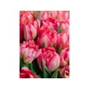 Kép 2/2 - Tulipán Early Flash Point