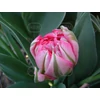 Kép 1/2 - Tulipán Early Flash Point