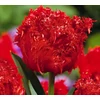 Kép 2/2 - Tulipán Fringed Barbados