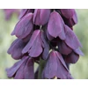 Kép 4/5 - Fritillaria Persica Adiyaman 