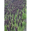 Kép 5/5 - Fritillaria Persica Adiyaman 