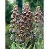 Kép 1/5 - Fritillaria Persica Adiyaman 