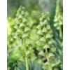 Kép 1/2 - Perzsa kockásliliom (Fritillaria Ivory Bells) 
