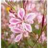 Kép 1/2 - Díszgyertya évelő  - Gaura Siskiyou pink lindheimeri - Oenothera lindheimeri'Siskiyou Pink
