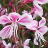 Kép 2/2 - Díszgyertya évelő  - Gaura Siskiyou pink lindheimeri - Oenothera lindheimeri'Siskiyou Pink