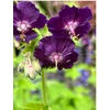 Kép 2/4 - Fekete gólyaorr - Geranium phaeum Raven