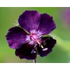 Kép 4/4 - Fekete gólyaorr - Geranium phaeum Raven