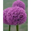 Kép 2/5 - Allium Large flowering Gladiator