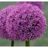 Kép 3/5 - Allium Large flowering Gladiator