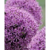 Kép 4/5 - Allium Large flowering Gladiator