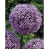 Kép 1/5 - Allium Large flowering Gladiator
