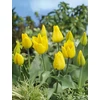 Kép 2/2 - Tulipán Greigii Golden Tango