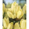 Kép 2/2 - Tulipán Hans Dietrich Genscher Triumph