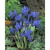 Kép 1/2 - Iris reticulata Harmony