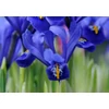 Kép 2/2 - Iris reticulata Harmony
