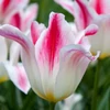 Kép 3/3 - Tulipán Lily Flowering Holland Chic