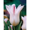 Kép 1/3 - Tulipán Lily Flowering Holland Chic