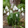 Kép 2/2 - Hóvirág Galanthus Mount Everest Elwesii