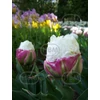 Kép 2/2 - Tulipán  Double Early Double Polar
